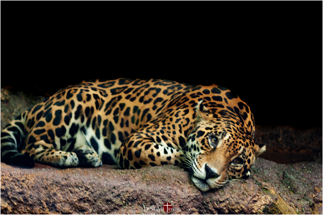 Let Sleeping Leopards Lie